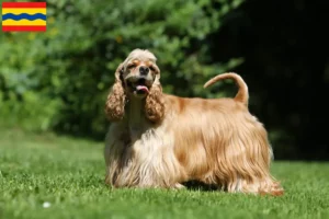 Lees meer over het artikel Amerikaanse Cocker Spaniël fokkers en pups in Overijssel