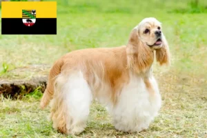 Lees meer over het artikel Amerikaanse Cocker Spaniel fokkers en pups in Saksen-Anhalt