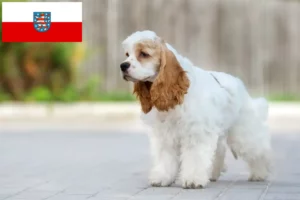 Lees meer over het artikel Amerikaanse Cocker Spaniel fokkers en pups in Thüringen