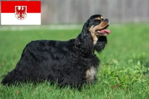Lees meer over het artikel Amerikaanse Cocker Spaniel fokkers en pups in Brandenburg