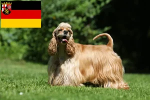 Lees meer over het artikel Amerikaanse Cocker Spaniel fokkers en pups in Rijnland-Palts