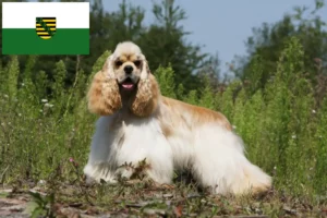 Lees meer over het artikel Amerikaanse Cocker Spaniel fokkers en pups in Saksen