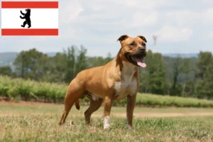 Lees meer over het artikel Amerikaanse Staffordshire Terrier fokkers en pups in Berlijn