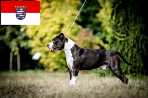 Lees meer over het artikel Amerikaanse Staffordshire Terriër fokkers en pups in Hessen