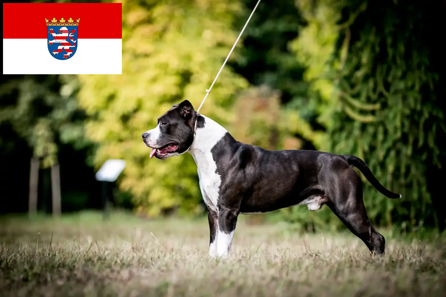 Amerikaanse Staffordshire Terrier pups en fokkers Hessen Vind hier Amerikaanse Staffordshire Terriër fokkers in Hessen.