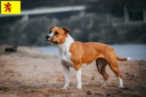 Lees meer over het artikel Amerikaanse Staffordshire Terrier fokkers en pups in Zuid-Holland