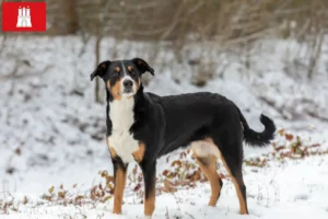 Lees meer over het artikel Appenzell Sennenhondenfokker en Puppies in Hamburg