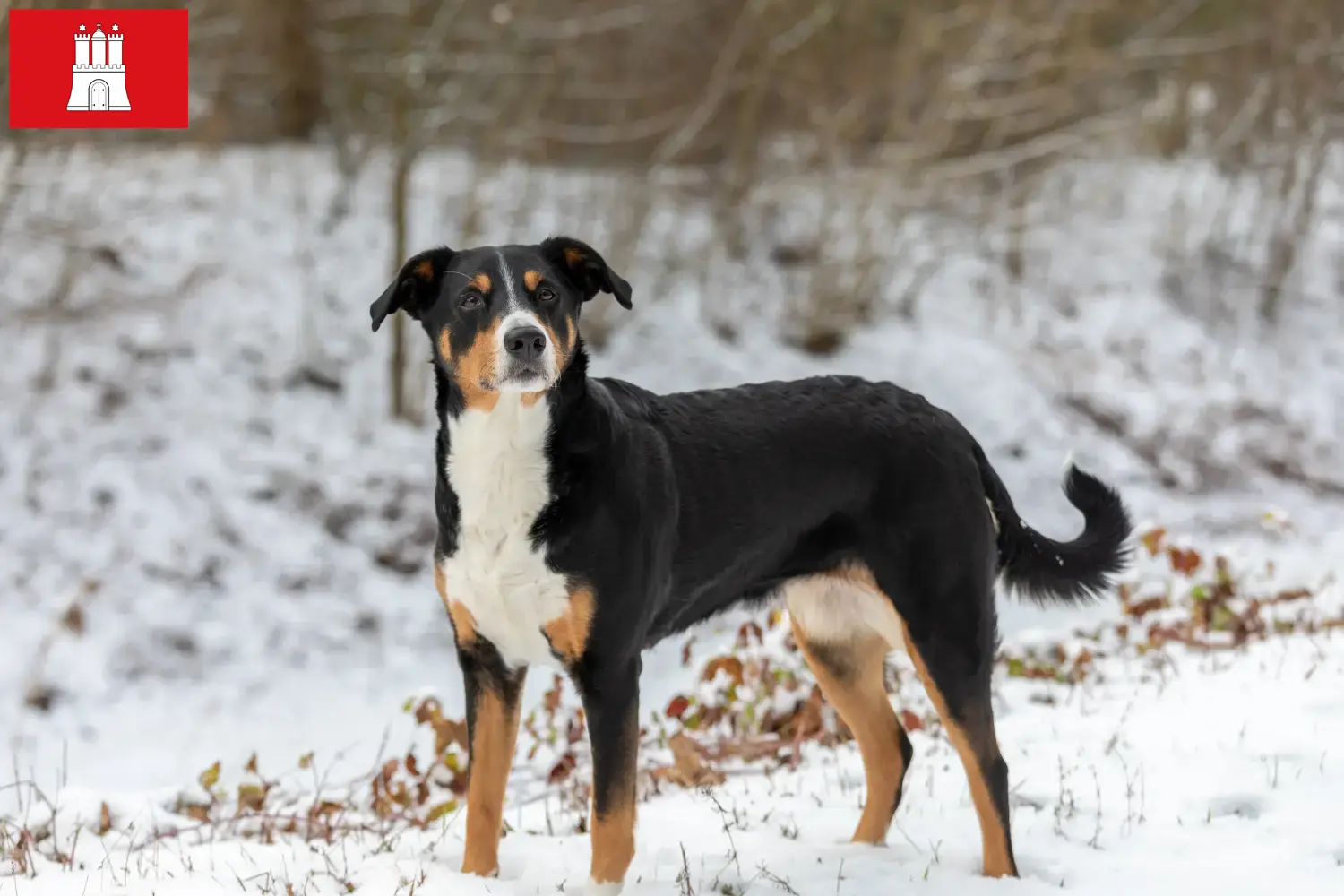 Appenzell Sennenhond Puppies en Fokker Hamburg Zoek Appenzell Sennenhonden fokkers in Hamburg.