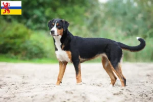 Lees meer over het artikel Appenzell Sennenhondenfokker en Puppies in Limburg