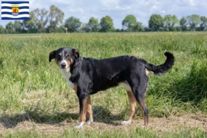 Lees meer over het artikel Appenzell Sennenhonden fokker en pups in Zeeland