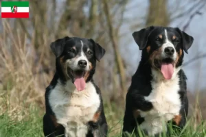 Lees meer over het artikel Appenzell Sennenhondenfokker en Puppies in Noordrijn-Westfalen