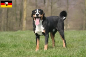 Lees meer over het artikel Appenzell Sennenhondenfokker en Puppies in Saarland