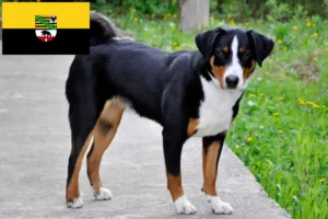 Lees meer over het artikel Appenzell Sennenhondenfokker en Puppies in Saksen-Anhalt