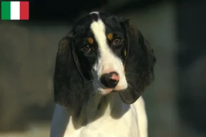 Lees meer over het artikel Ariégeois fokkers en puppies in Italië