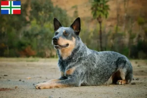 Lees meer over het artikel Australian Cattle Dog fokkers en pups in Groningen