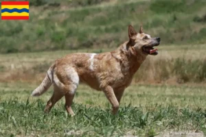 Lees meer over het artikel Australische Runderhondenfokkers en puppies in Overijssel