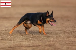 Lees meer over het artikel Australische Kelpie fokkers en puppies in Drenthe