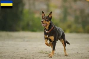 Lees meer over het artikel Australische Kelpie fokkers en puppies in Gelderland