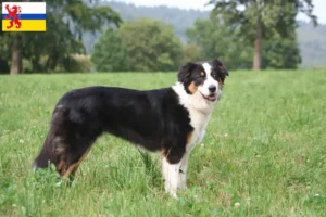 Lees meer over het artikel Australian Shepherd fokkers en pups in Limburg