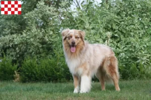 Lees meer over het artikel Australian Shepherd fokkers en pups in Noord-Brabant