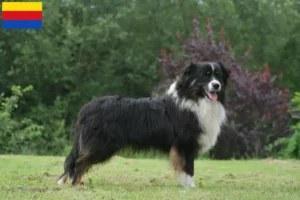 Lees meer over het artikel Australian Shepherd fokkers en pups in Noord-Holland