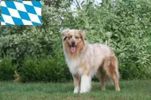 Lees meer over het artikel Australian Shepherd fokkers en pups in Beieren