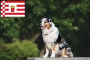 Lees meer over het artikel Australian Shepherd fokkers en pups in Bremen