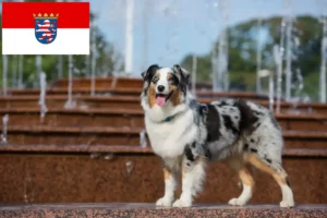 Lees meer over het artikel Australian Shepherd fokkers en pups in Hessen