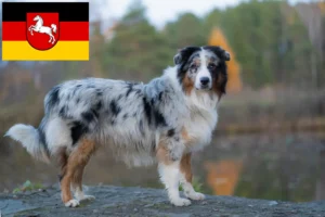 Lees meer over het artikel Australian Shepherd fokkers en pups in Nedersaksen