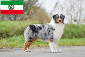 Lees meer over het artikel Australian Shepherd fokkers en pups in Noordrijn-Westfalen