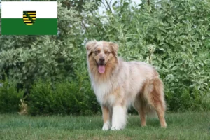 Lees meer over het artikel Australian Shepherd fokkers en pups in Saksen