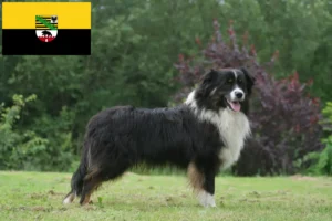 Lees meer over het artikel Australian Shepherd fokkers en pups in Saksen-Anhalt