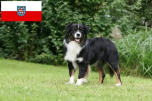 Lees meer over het artikel Australian Shepherd fokkers en pups in Thüringen