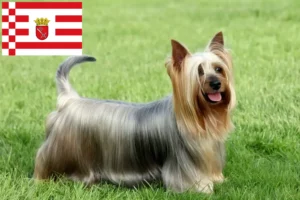 Lees meer over het artikel Australian Silky Terrier fokker en pups in Bremen
