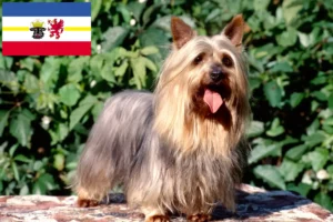 Lees meer over het artikel Australian Silky Terrier fokkers en pups in Mecklenburg-Vorpommern
