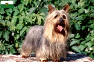 Lees meer over het artikel Australian Silky Terrier fokkers en pups in Saksen