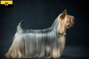 Lees meer over het artikel Australian Silky Terrier fokkers en pups in Saksen-Anhalt