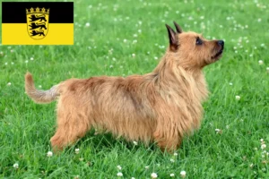 Lees meer over het artikel Australian Terrier fokkers en puppies in Baden-Württemberg