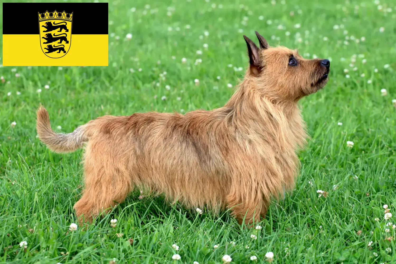 Lees meer over het artikel Australian Terrier fokkers en puppies in Baden-Württemberg