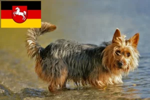 Lees meer over het artikel Australian Terrier fokkers en puppies in Nedersaksen