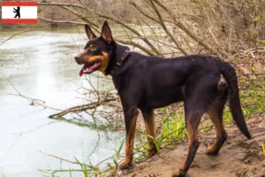 Lees meer over het artikel Australische Kelpie fokker en puppies in Berlijn