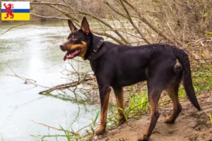 Lees meer over het artikel Australische Kelpie fokker en puppies in Limburg