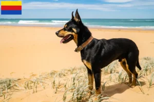 Lees meer over het artikel Australische Kelpie fokkers en puppies in Noord-Holland