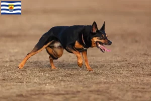Lees meer over het artikel Australische Kelpie fokkers en puppies in Zeeland