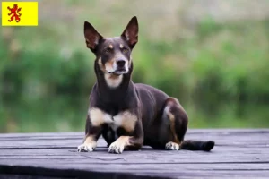 Lees meer over het artikel Australische Kelpie fokkers en puppies in Zuid-Holland