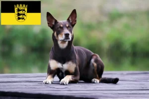 Lees meer over het artikel Australische Kelpie fokkers en puppies in Baden-Württemberg