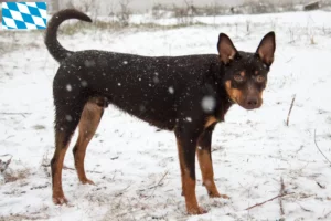 Lees meer over het artikel Australische Kelpie fokkers en puppies in Beieren