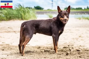 Lees meer over het artikel Australische Kelpie fokkers en puppies in Mecklenburg-Vorpommern
