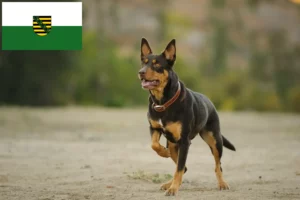 Lees meer over het artikel Australische Kelpie fokkers en puppies in Saksen