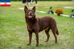 Lees meer over het artikel Australische Kelpie fokkers en puppies in Sleeswijk-Holstein